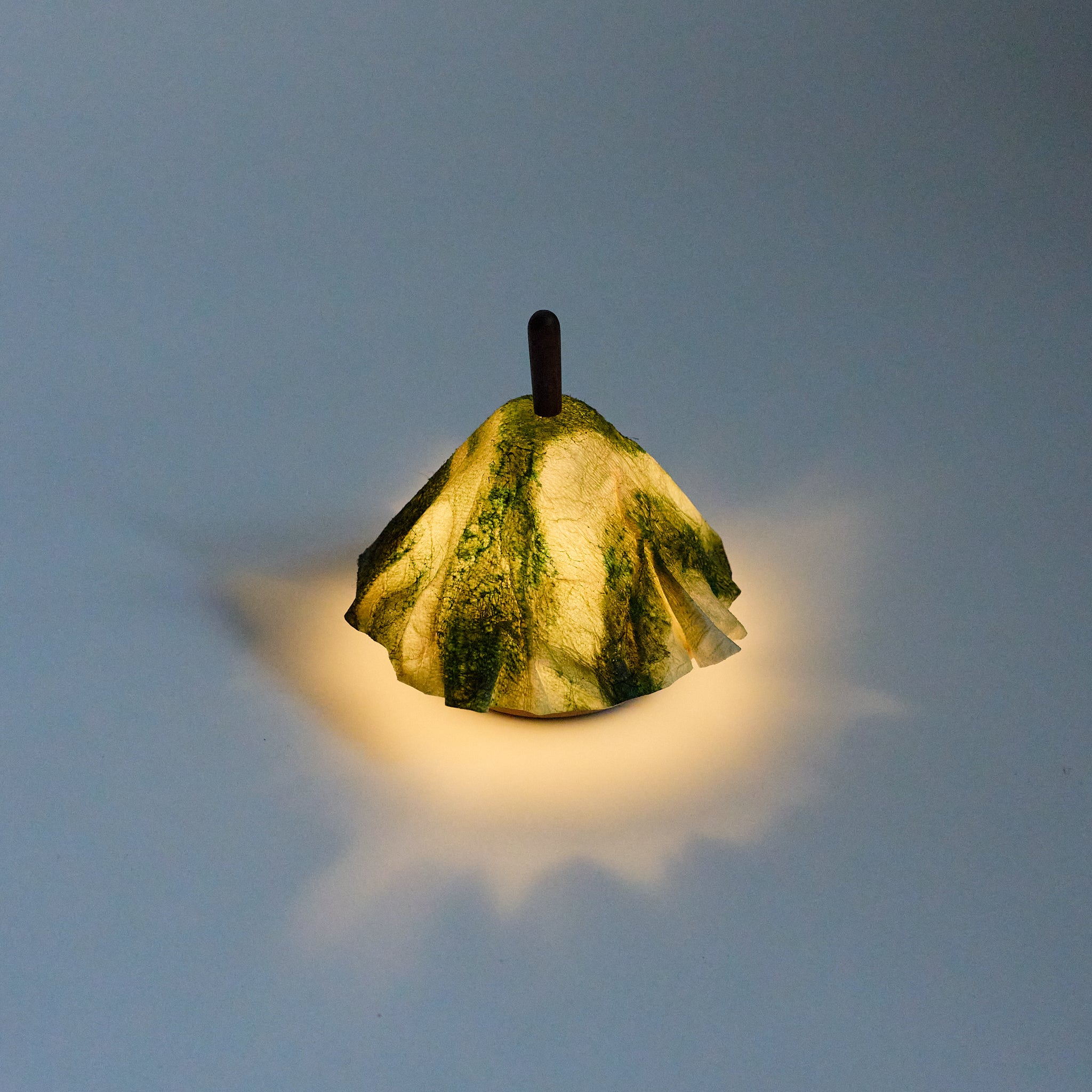 shami lantern　縞黒檀